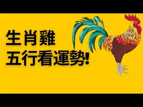 屬雞的人|屬雞的五行屬什麼 揭秘「不同屬性」的屬雞人性格